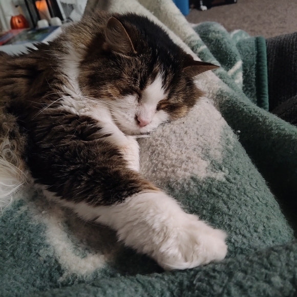 Meet your Posher, Rachel - Picture 2 of 4